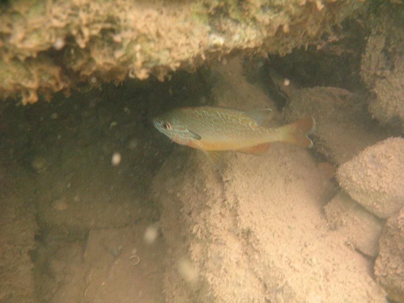 Scuba Table Rock 095.jpg